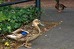 Enten am Parkplatzeingang