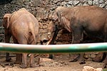 Elefanten auf Insel Brijuni