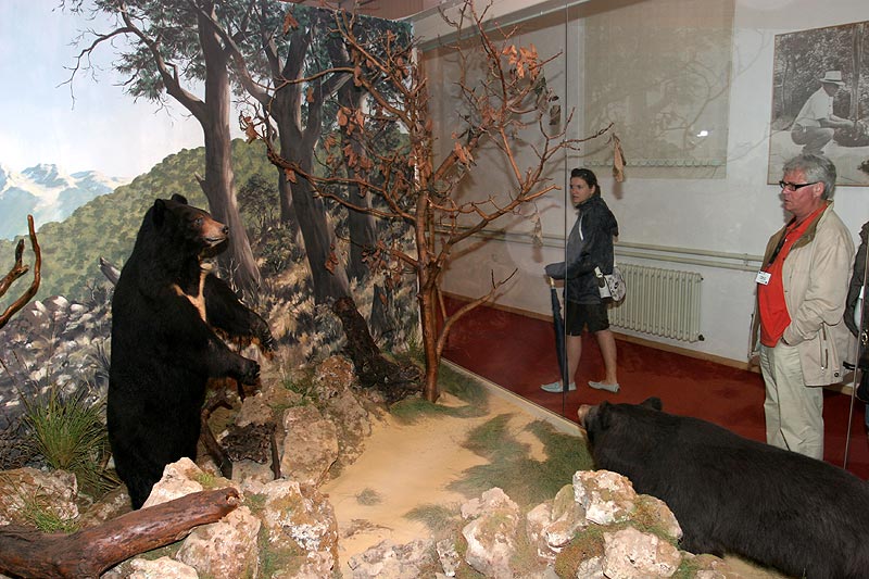 Museum auf Brijuni, mit ausgestopften Tieren von der Insel