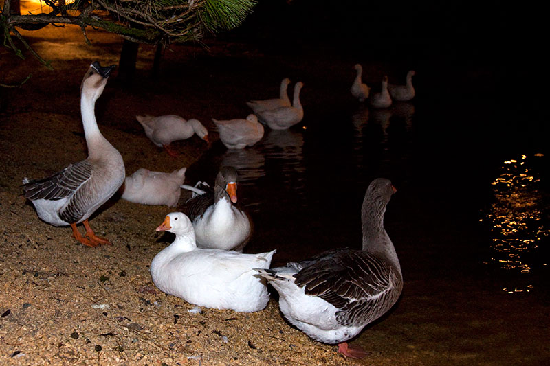 Teich mit Gnsen und Enten auf Hof Lochmhle in Eigeltingen