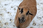 teils freilaufende Tiere auf Hof Lochmühle, Eigeltingen