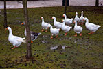 teils freilaufende Tiere auf Hof Lochmühle, Eigeltingen