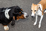 Walters ('wbwaldi') Hund Leon mit einem der Windhunde von Rita ('Die Windigen') und Axel ('Amber')
