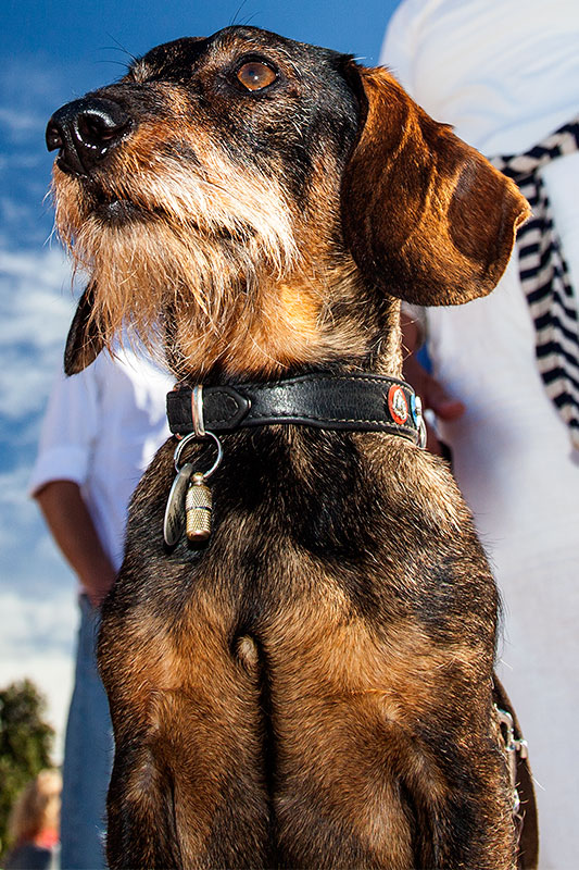Aris, Hund von Rosemarie und Uwe ('guhms') in Nizza