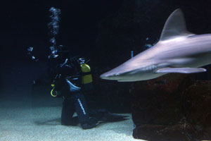 Valencia, 26. September 2012. Martin Tocmzyk taucht mit Haien im Oceanografic Valencia.
