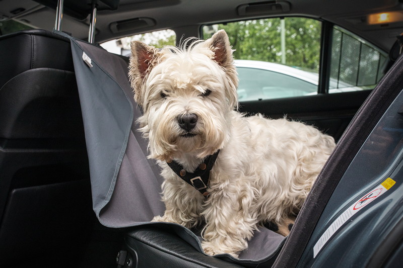 BMW 735i (E38) von Gnter ('Aschallnick') mit seinem Hund auf den Fondsitzen