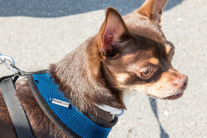 7-forum.com Jahrestreffen 2017, auch dieser Hund wurde mit einem 7-forum.com Pin ausgestattet