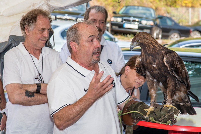 100. BMW 7er S�dhessen Stammtisch: Falkner Norbert Lawitschka war mit seinem Steinadler 'Attila' zu Gast.