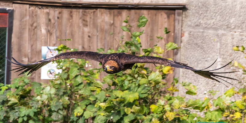 100. Schwaben-Stammtisch, Bussard bei der Greifvogel Flugshow am Schloss Schillingsf�rst