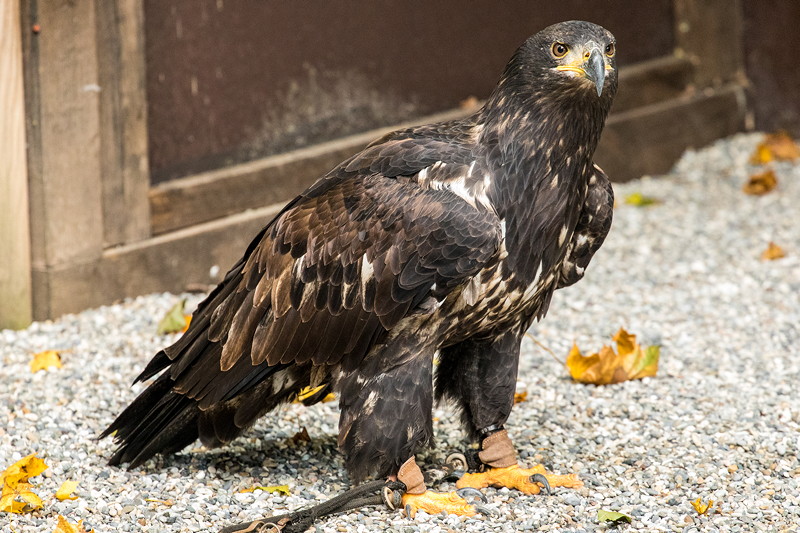 Wei�kopfseeadler am fuerstlichen Falkenhof Schloss Schillingsf�rst