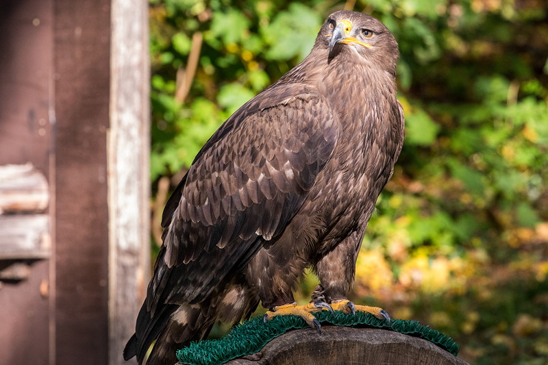 Kaiseradler am fuerstlichen Falkenhof Schloss Schillingsf�rst