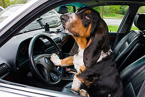 Hund Leon durfte an das Steuer von dem BMW 730i (E32) von Walter („wbwaldi”)