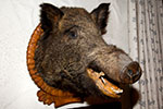 ausgestopfter Schweinskopf im Restaurant auf Hof Lochmhle