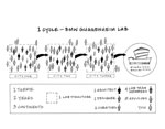 Diagram des ersten Zyklus vom BMW Guggenheim Lab, © 2010 The Solomon R. Guggenheim Foundation, New York