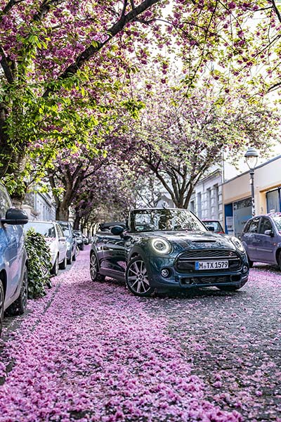 Faszinierende Frhlingsboten: Das neue MINI Cabrio Sidewalk und die Farbenpracht der Kirschblte.