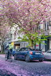 Faszinierende Frhlingsboten: Das neue MINI Cabrio Sidewalk und die Farbenpracht der Kirschblte