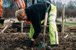 MINI boost for Tiny Forest initiative, flanzung von Freiwilligen am Waldstandort Swindon