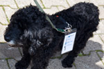 7-forum.com Jahrestreffen 2013: Roberts ('Waldi_750i') Hund Samy mit eigenem Namensschild