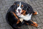 Rhein-Ruhr-Stammtisch im Januar 2017, Michals ('bmwe23') neuer Hund Napoleon