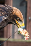 100. Schwaben-Stammtisch, Adler bei der Greifvogel Flugshow am Schloss Schillingsfürst
